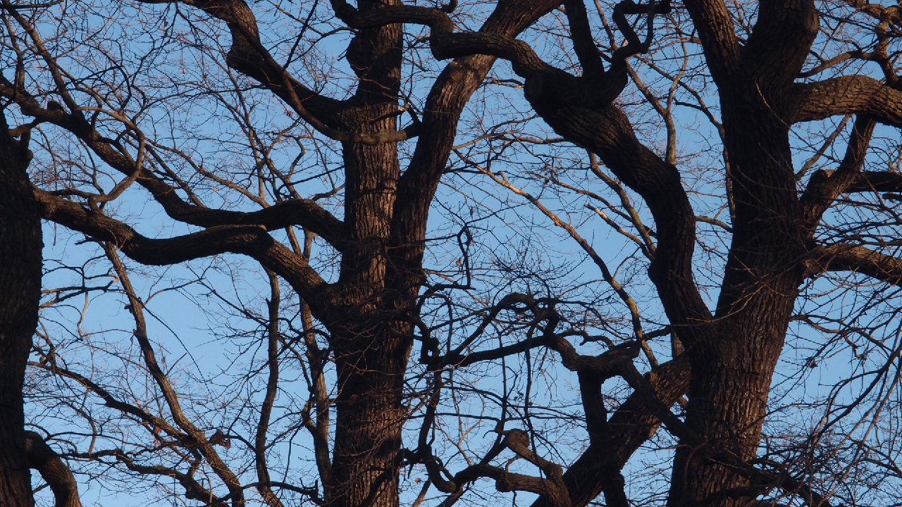 2020-12-26 Kühlgeträt (On/Off) (Remix John Cage - Empty Words IV)